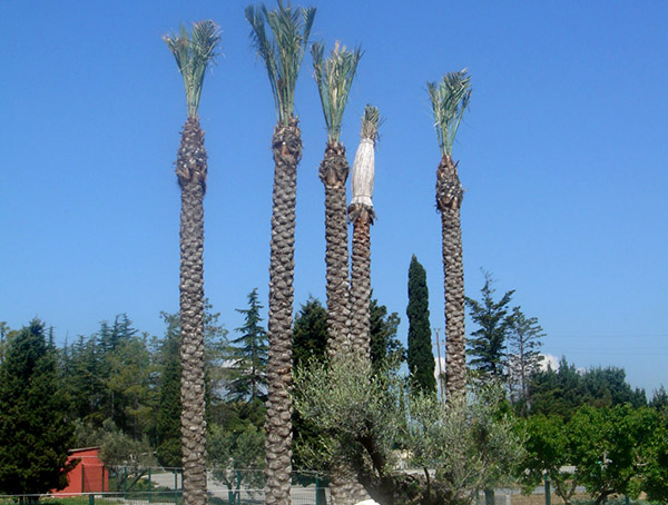 Manteniment jardins comunitats verdes