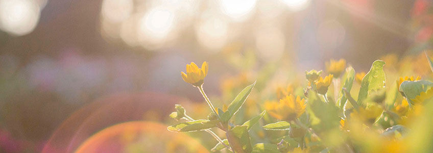 cuidados plantas ola de calor